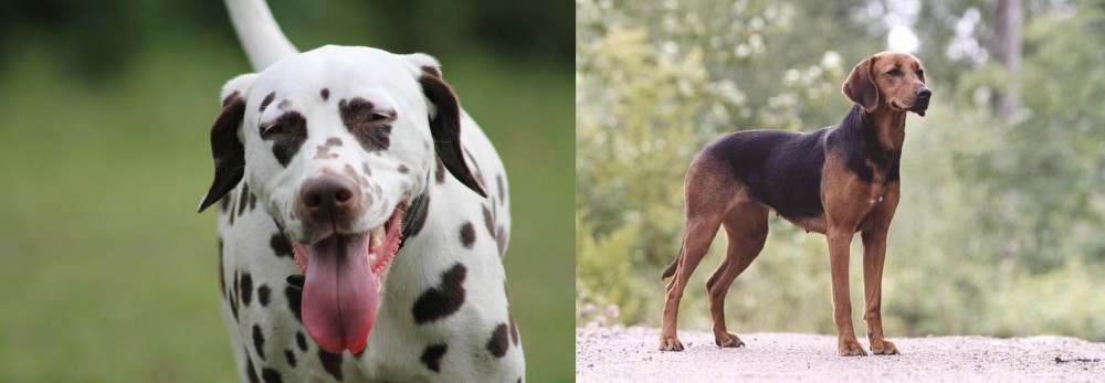 Schillerstovare vs Dalmatian - Breed Comparison
