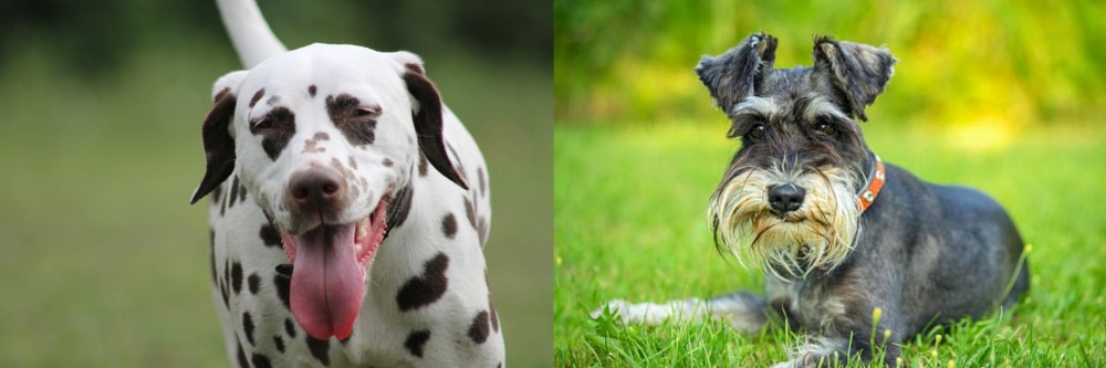 Schnauzer vs Dalmatian - Breed Comparison