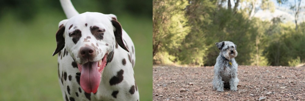Schnoodle vs Dalmatian - Breed Comparison