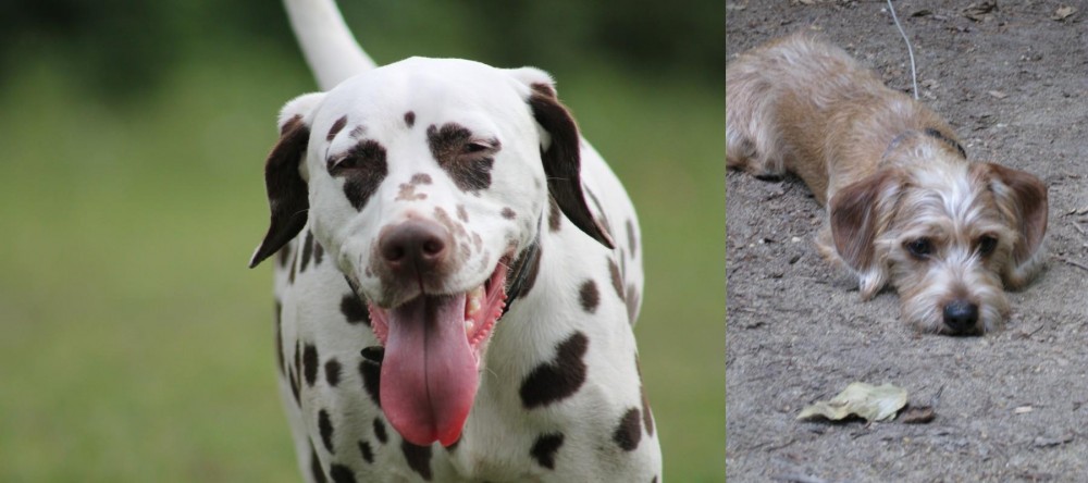 Schweenie vs Dalmatian - Breed Comparison