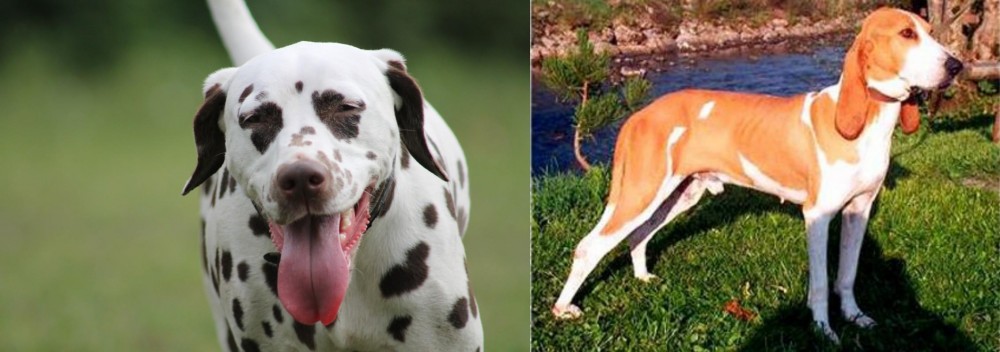 Schweizer Laufhund vs Dalmatian - Breed Comparison