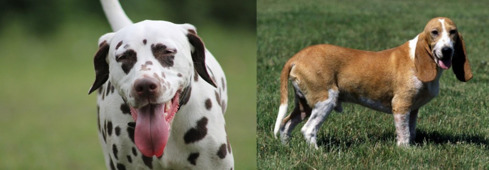 Schweizer Niederlaufhund vs Dalmatian - Breed Comparison