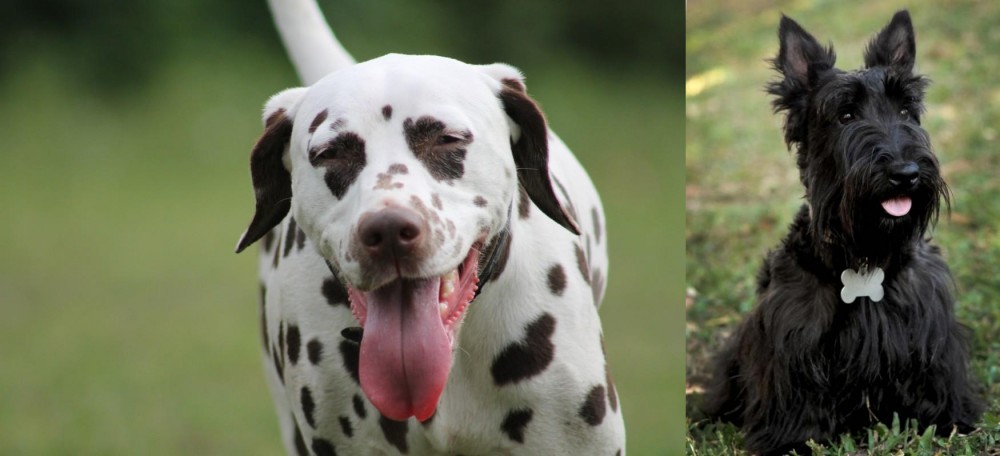 Scoland Terrier vs Dalmatian - Breed Comparison