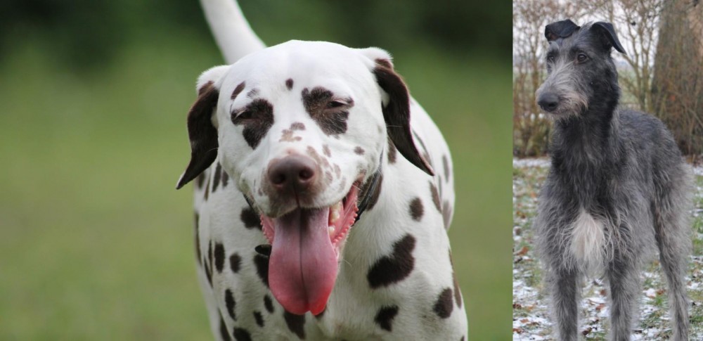 Scottish Deerhound vs Dalmatian - Breed Comparison