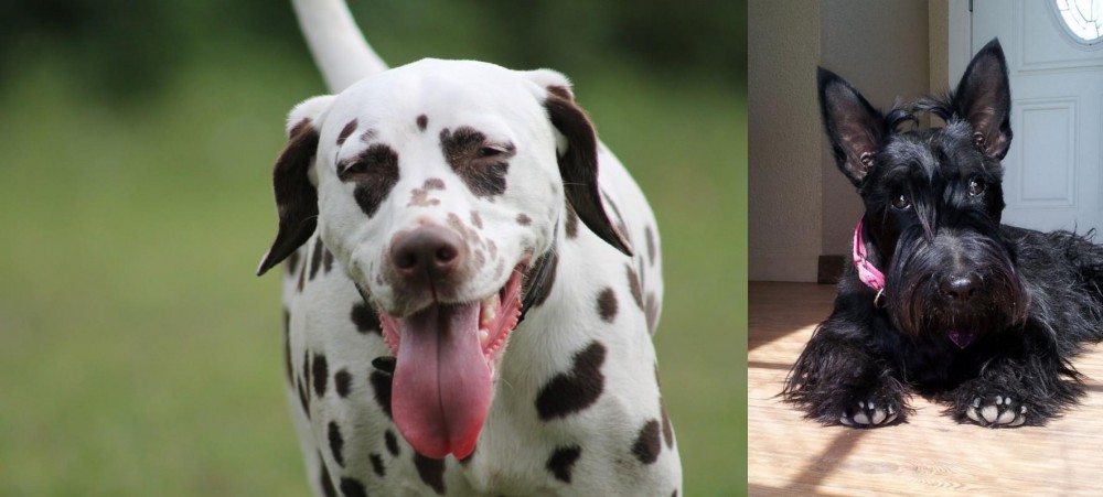 Scottish Terrier vs Dalmatian - Breed Comparison