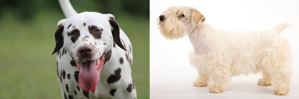 Sealyham Terrier vs Dalmatian - Breed Comparison