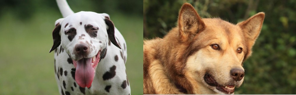 Seppala Siberian Sleddog vs Dalmatian - Breed Comparison
