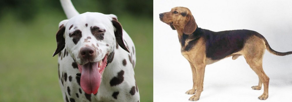Serbian Hound vs Dalmatian - Breed Comparison