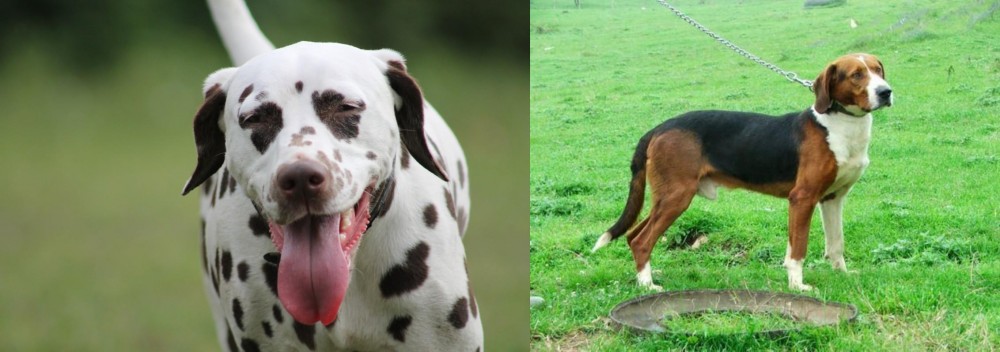 Serbian Tricolour Hound vs Dalmatian - Breed Comparison