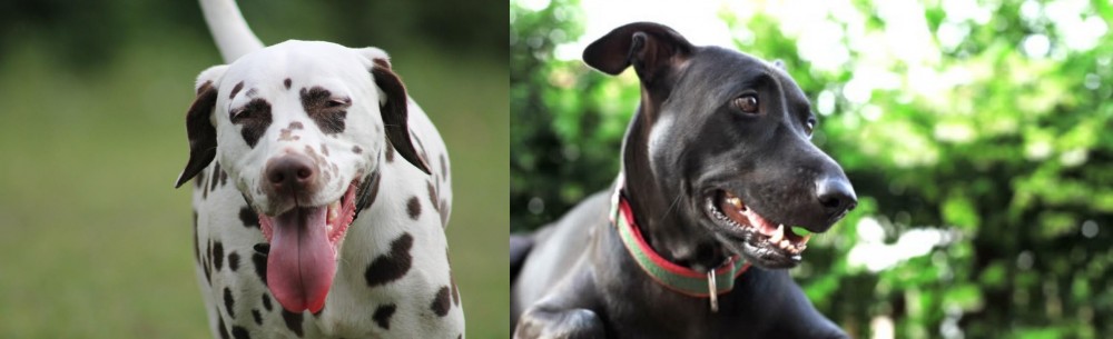 Shepard Labrador vs Dalmatian - Breed Comparison