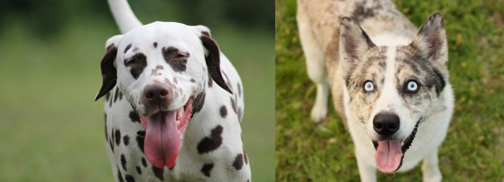 Shepherd Husky vs Dalmatian - Breed Comparison
