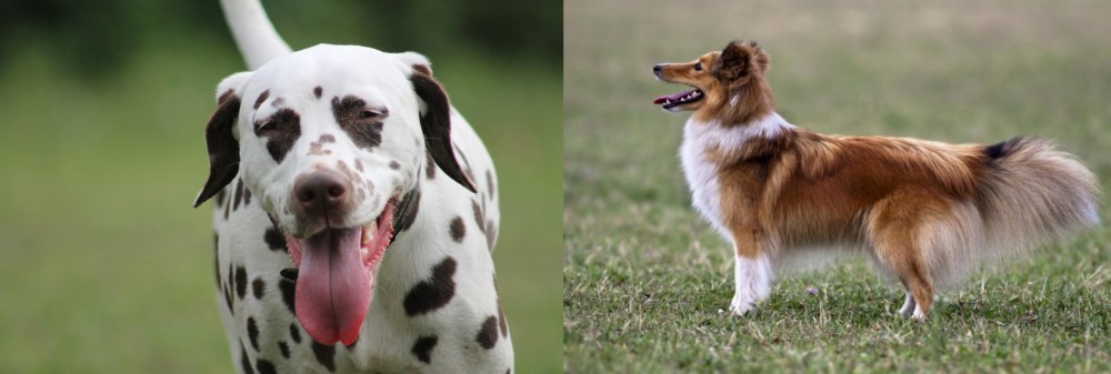 Shetland Sheepdog vs Dalmatian - Breed Comparison