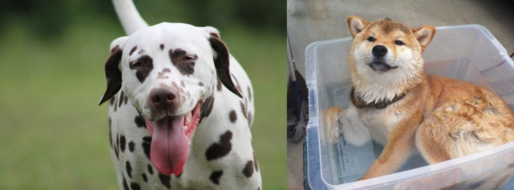 Shiba Inu vs Dalmatian - Breed Comparison