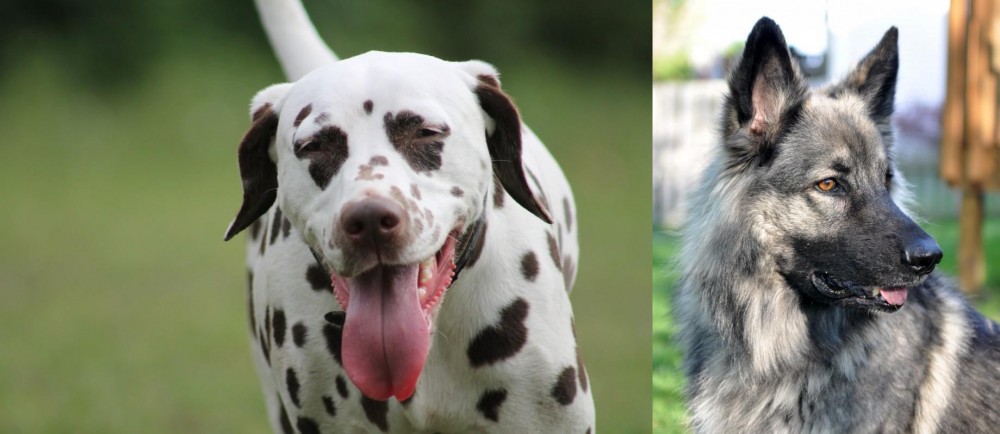 Shiloh Shepherd vs Dalmatian - Breed Comparison