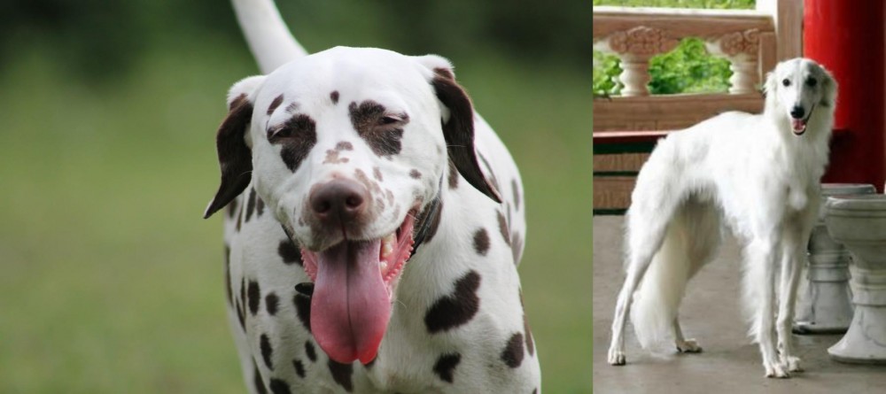 Silken Windhound vs Dalmatian - Breed Comparison