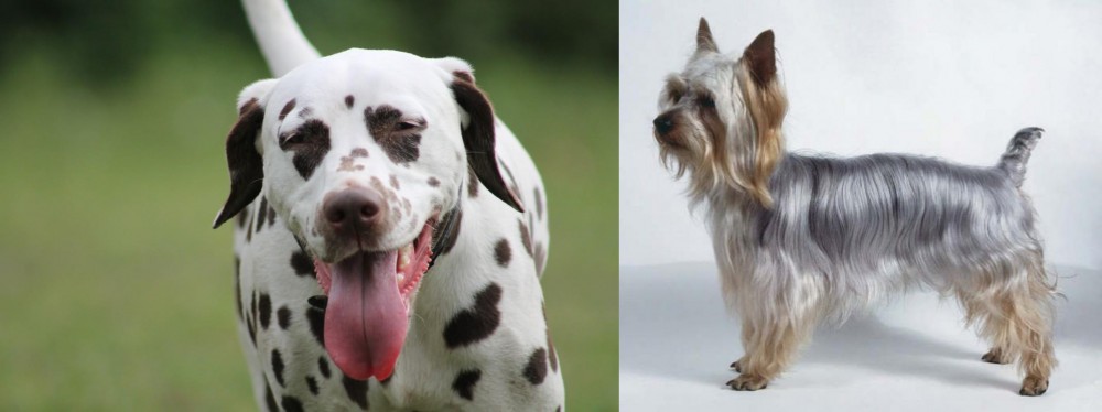 Silky Terrier vs Dalmatian - Breed Comparison