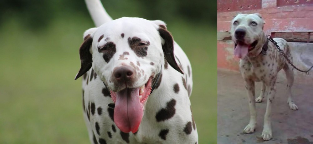 Sindh Mastiff vs Dalmatian - Breed Comparison