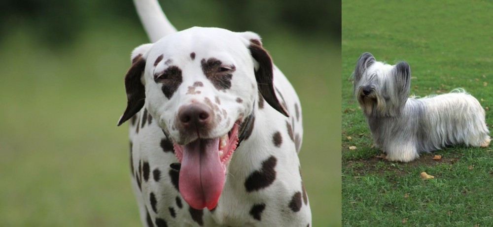 Skye Terrier vs Dalmatian - Breed Comparison