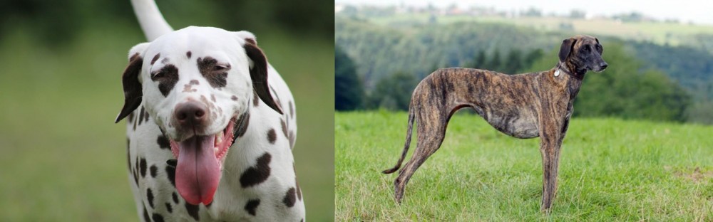 Sloughi vs Dalmatian - Breed Comparison