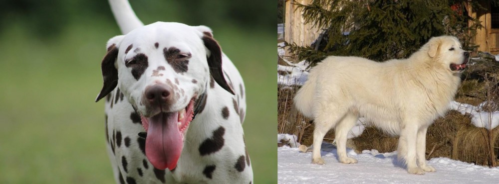 Slovak Cuvac vs Dalmatian - Breed Comparison