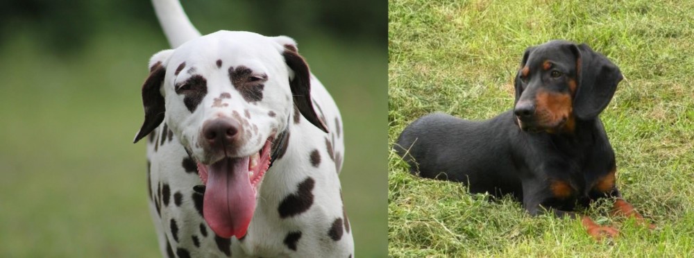 Slovakian Hound vs Dalmatian - Breed Comparison