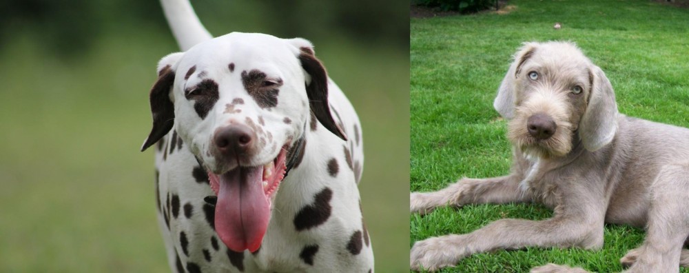 Slovakian Rough Haired Pointer vs Dalmatian - Breed Comparison