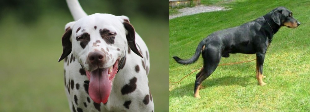 Smalandsstovare vs Dalmatian - Breed Comparison