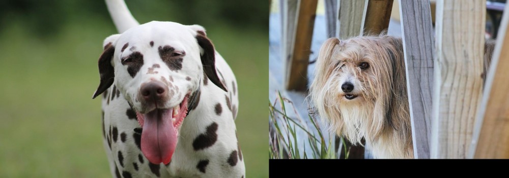 Smithfield vs Dalmatian - Breed Comparison