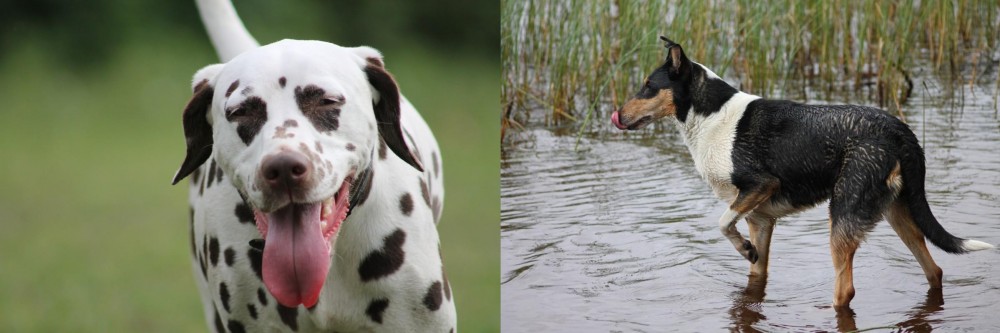 Smooth Collie vs Dalmatian - Breed Comparison