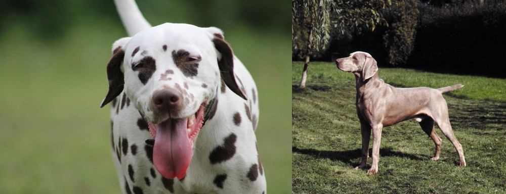 Smooth Haired Weimaraner vs Dalmatian - Breed Comparison