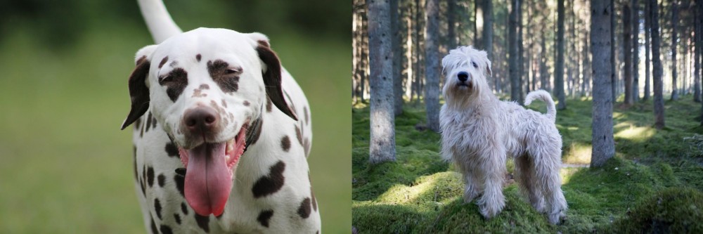 Soft-Coated Wheaten Terrier vs Dalmatian - Breed Comparison