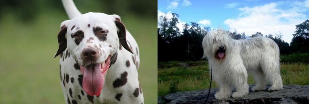 South Russian Ovcharka vs Dalmatian - Breed Comparison