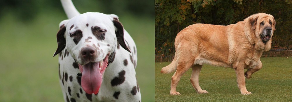 Spanish Mastiff vs Dalmatian - Breed Comparison