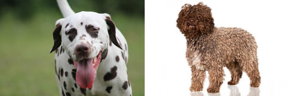 Spanish Water Dog vs Dalmatian - Breed Comparison
