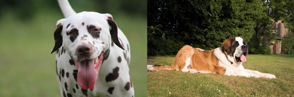 St. Bernard vs Dalmatian - Breed Comparison