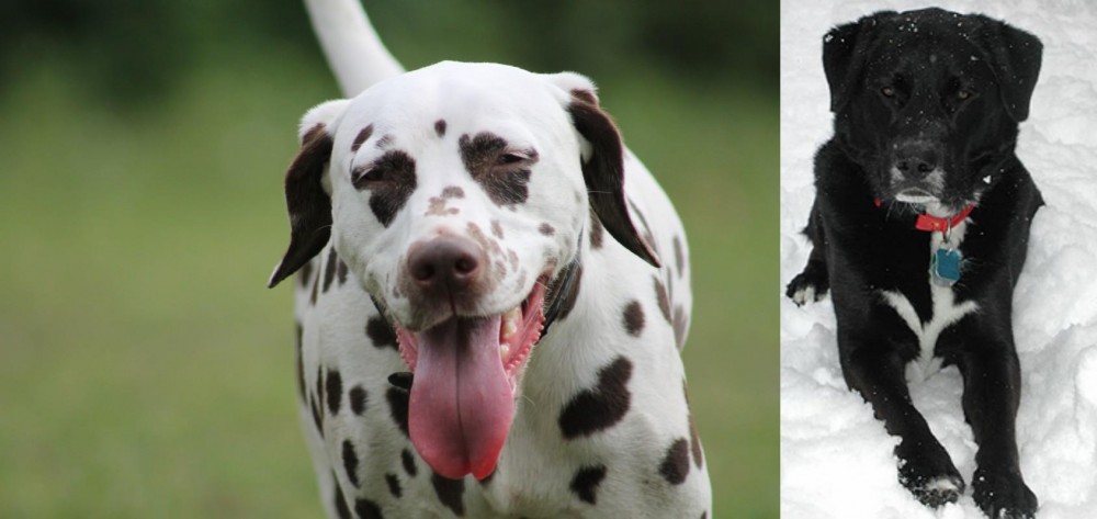 St. John's Water Dog vs Dalmatian - Breed Comparison