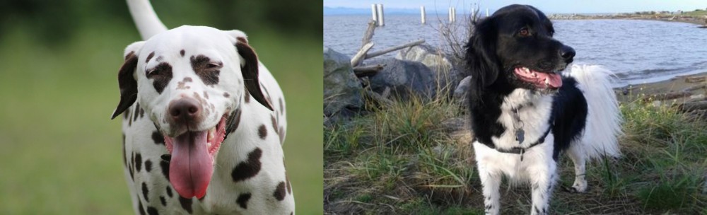 Stabyhoun vs Dalmatian - Breed Comparison