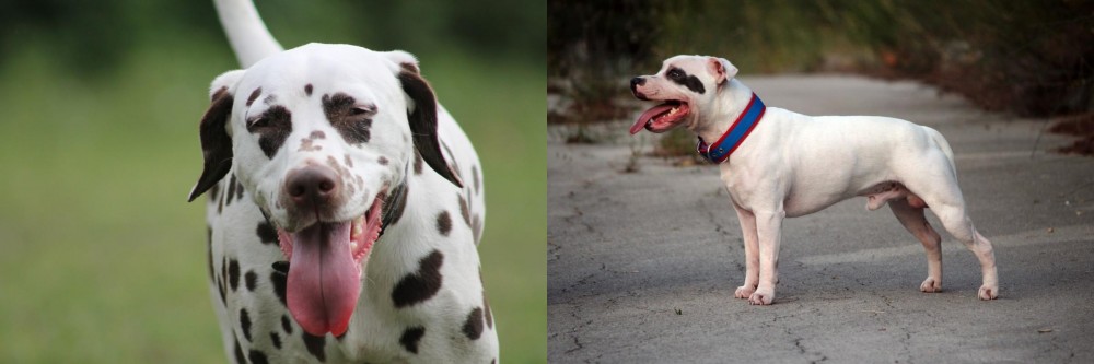 Staffordshire Bull Terrier vs Dalmatian - Breed Comparison
