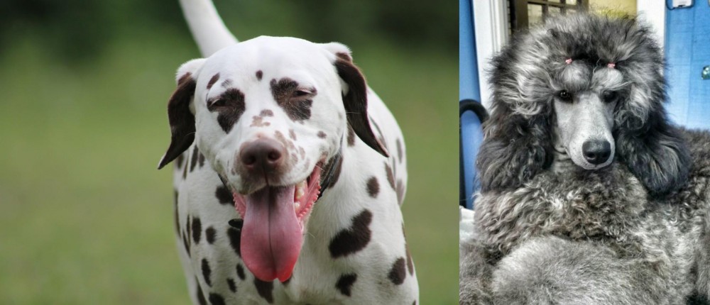 Standard Poodle vs Dalmatian - Breed Comparison