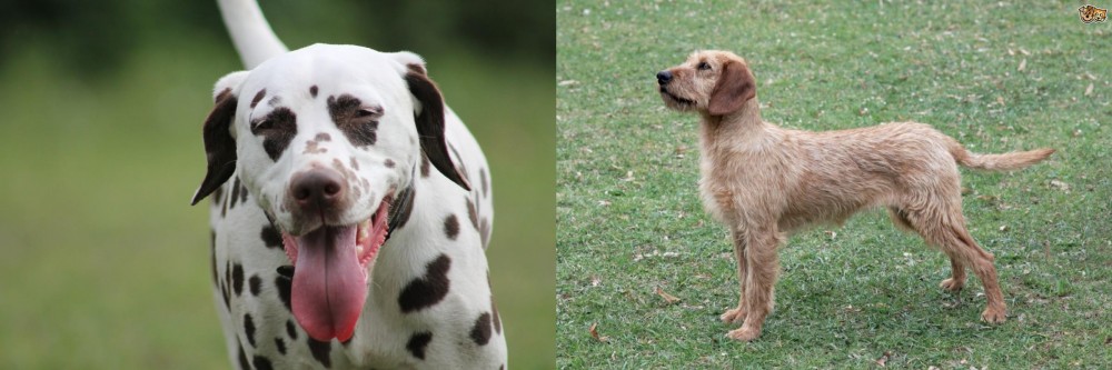 Styrian Coarse Haired Hound vs Dalmatian - Breed Comparison