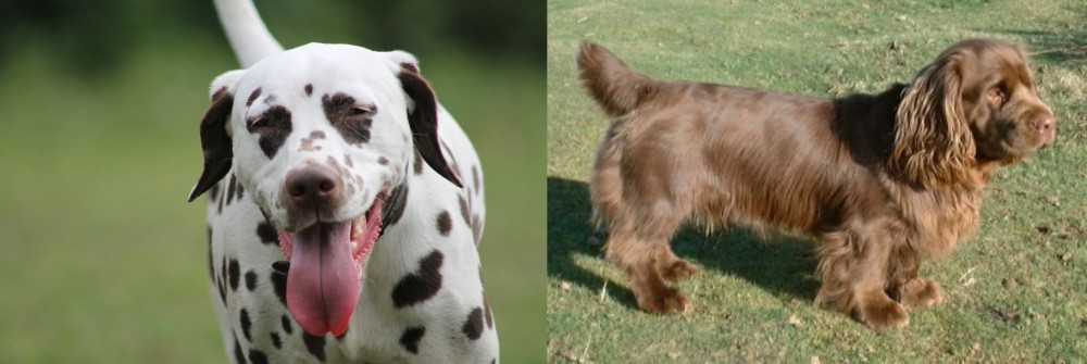 Sussex Spaniel vs Dalmatian - Breed Comparison