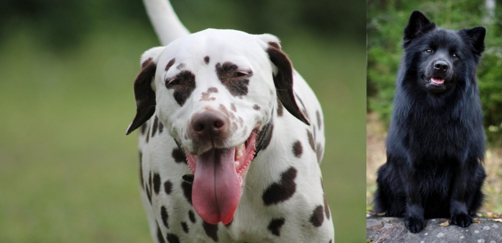 Swedish Lapphund vs Dalmatian - Breed Comparison