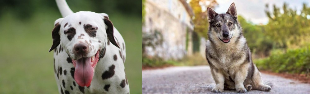 Swedish Vallhund vs Dalmatian - Breed Comparison