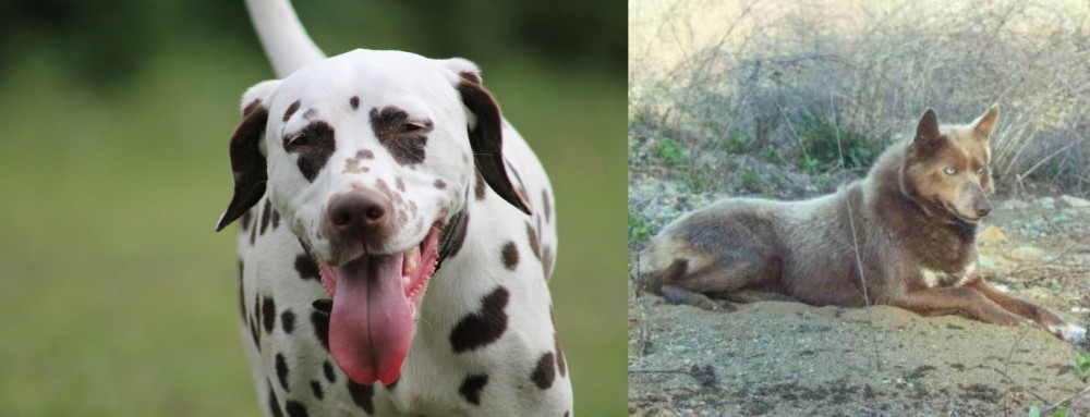 Tahltan Bear Dog vs Dalmatian - Breed Comparison