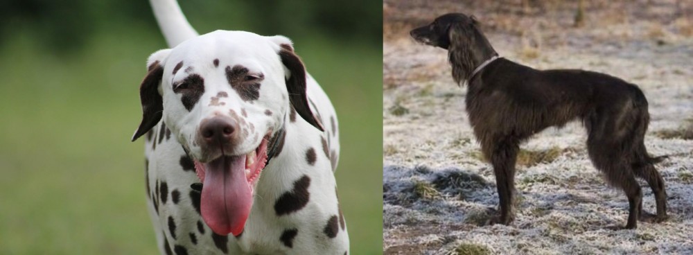 Taigan vs Dalmatian - Breed Comparison