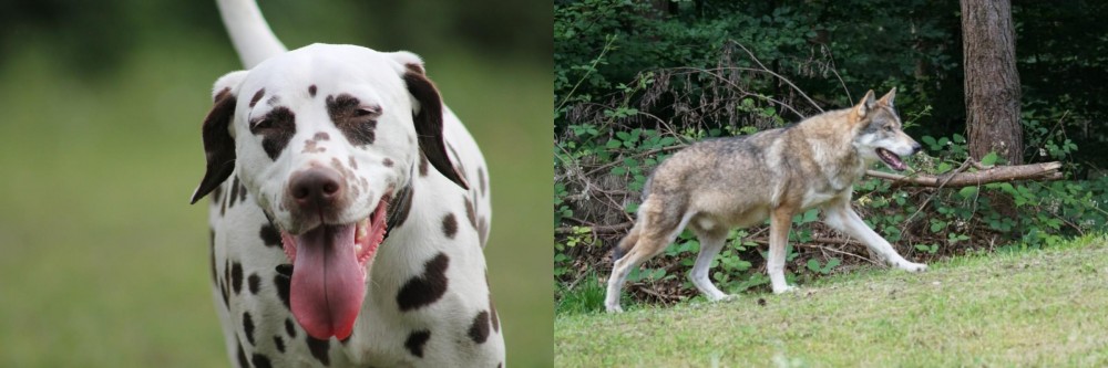 Tamaskan vs Dalmatian - Breed Comparison