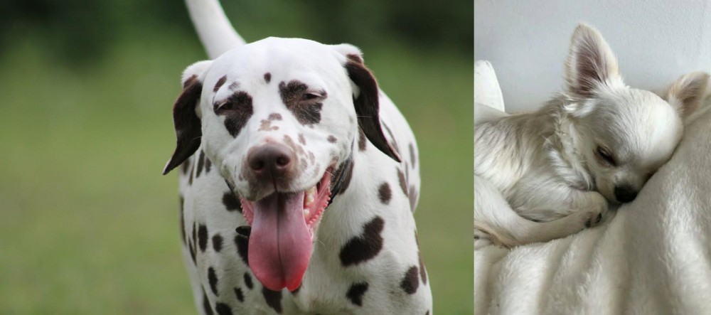 Tea Cup Chihuahua vs Dalmatian - Breed Comparison