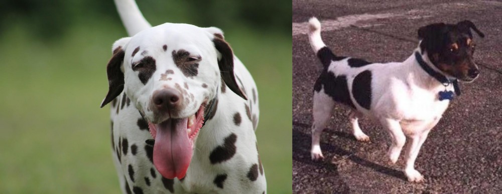Teddy Roosevelt Terrier vs Dalmatian - Breed Comparison