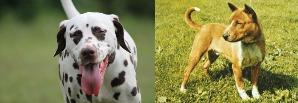 Telomian vs Dalmatian - Breed Comparison