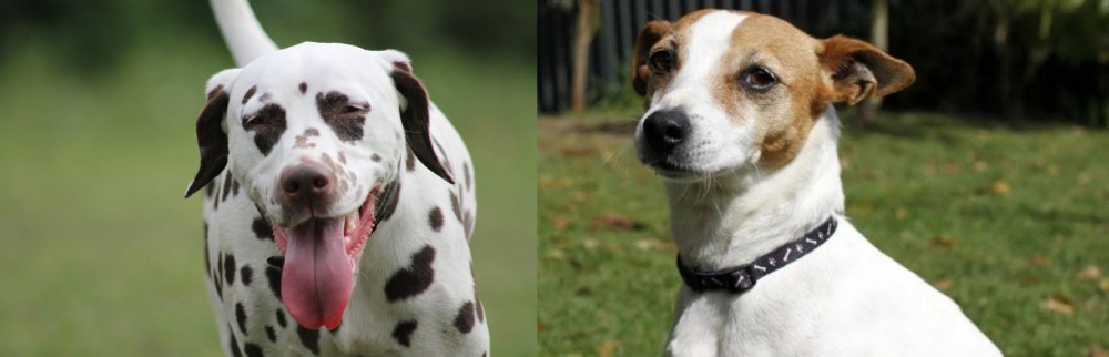 Tenterfield Terrier vs Dalmatian - Breed Comparison